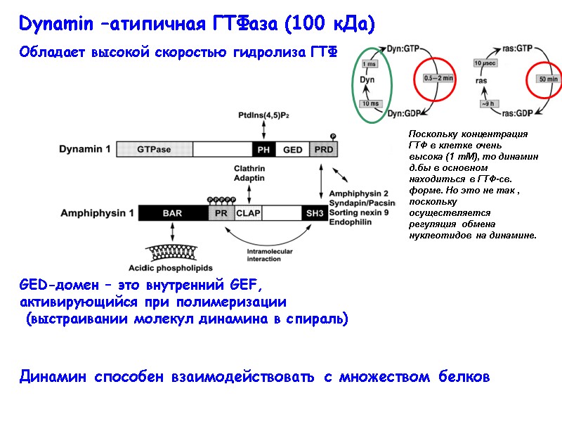 Dynamin –атипичная ГТФаза (100 кДа) Обладает высокой скоростью гидролиза ГТФ  Динамин способен взаимодействовать